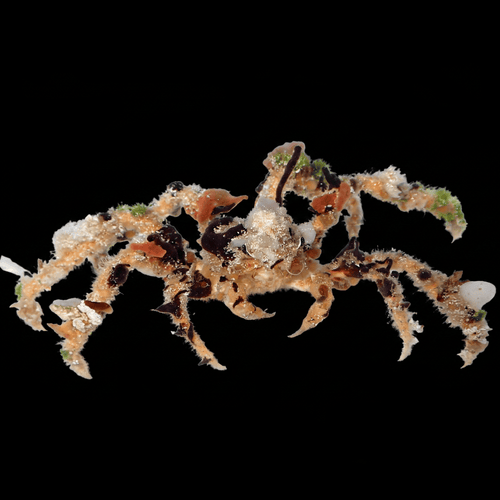 Spider Decorator Crab
