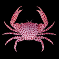 Strawberry Crab
