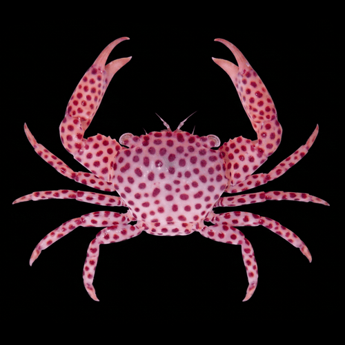 Strawberry Crab