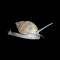 Super Tongan Nassarius Snail