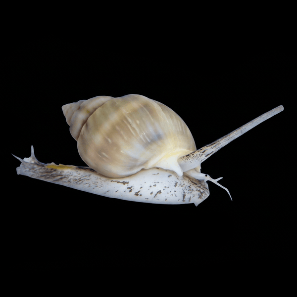 Super Tongan Nassarius Snail