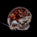 Tiger Cowrie Snail