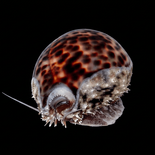 Tiger Cowrie Snail