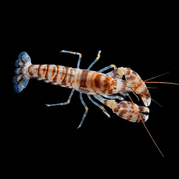 Tiger Pistol Shrimp