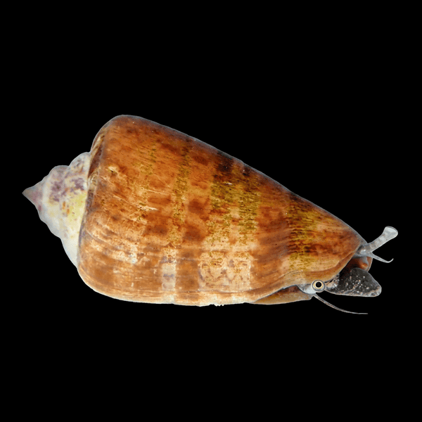 Tiger Sand Conch