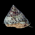 Trochus Snail