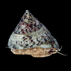 Trochus Snail