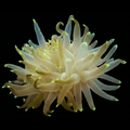 Ultra Glow Tip Condylactis Anemone
