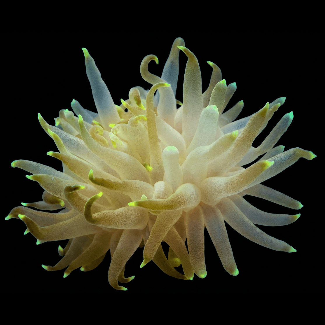 Ultra Glow Tip Condylactis Anemone