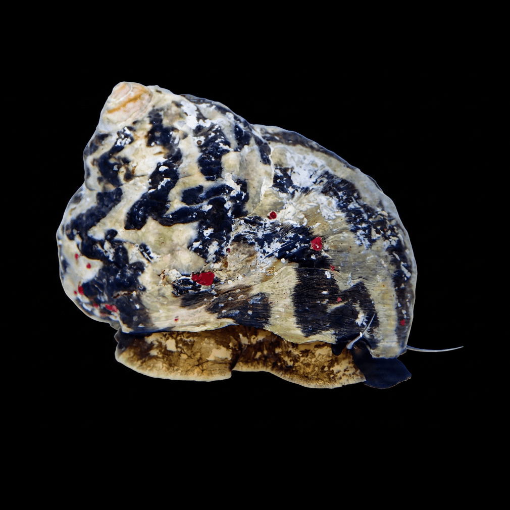 Zebra Turbo Snail - Turbo sp.