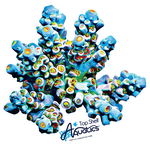 TSA Sunday Driver Acropora Sticker 3.5″ × 3.5″