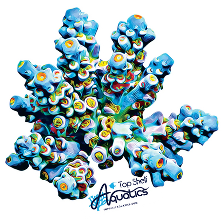 TSA Sunday Driver Acropora Sticker - Top Shelf Aquatics