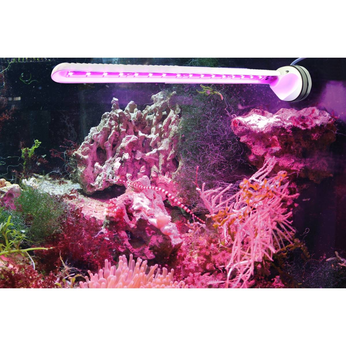 Eco Chic Waterproof Refugium LED Light 8831 - Tunze – Top Shelf