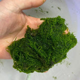 Pro External Algae Turf Scrubber - IceCap