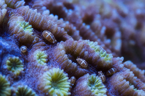 White Cross/ Banded Bugs reef pest identification image