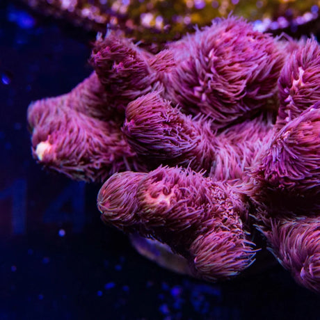TSA Woolly Mammoth Acropora Coral - Top Shelf Aquatics