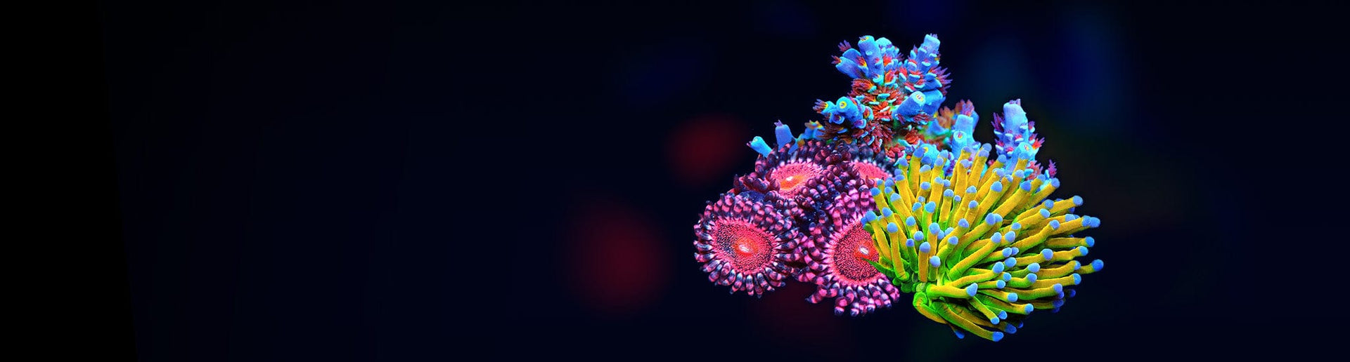 Top Shelf Aquatics Live Corals, Aquariums Supplies and more