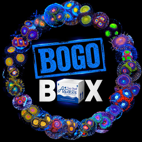 BOGO Zoanthid Pack