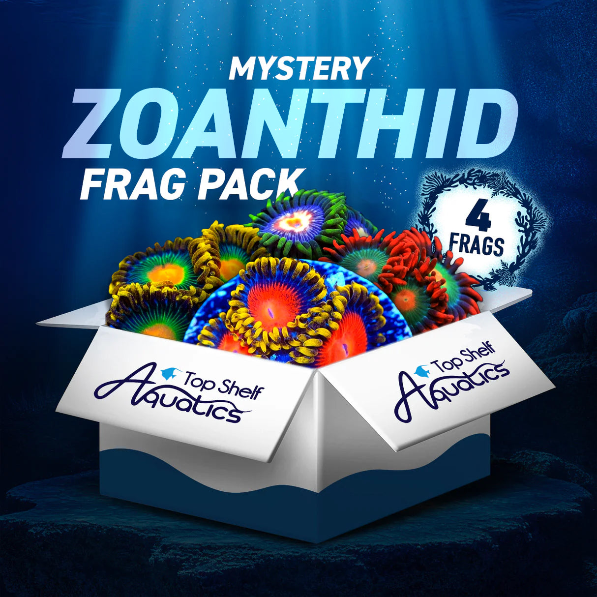 Mystery Zoanthid 4 Coral Frag Pack