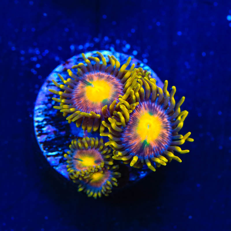 Hydra Lady Dragon Zoanthid Coral - Top Shelf Aquatics