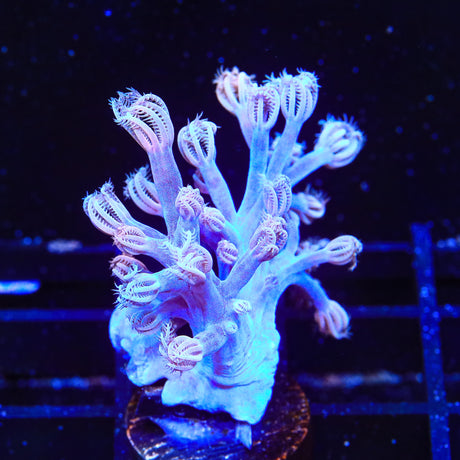 Vargas Cespitularia Coral - Top Shelf Aquatics