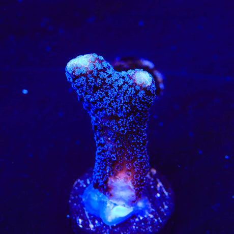 TSA Blueberry Stylophora Coral - Top Shelf Aquatics
