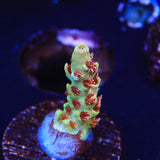 RMF Red Devil Acropora Coral - Top Shelf Aquatics