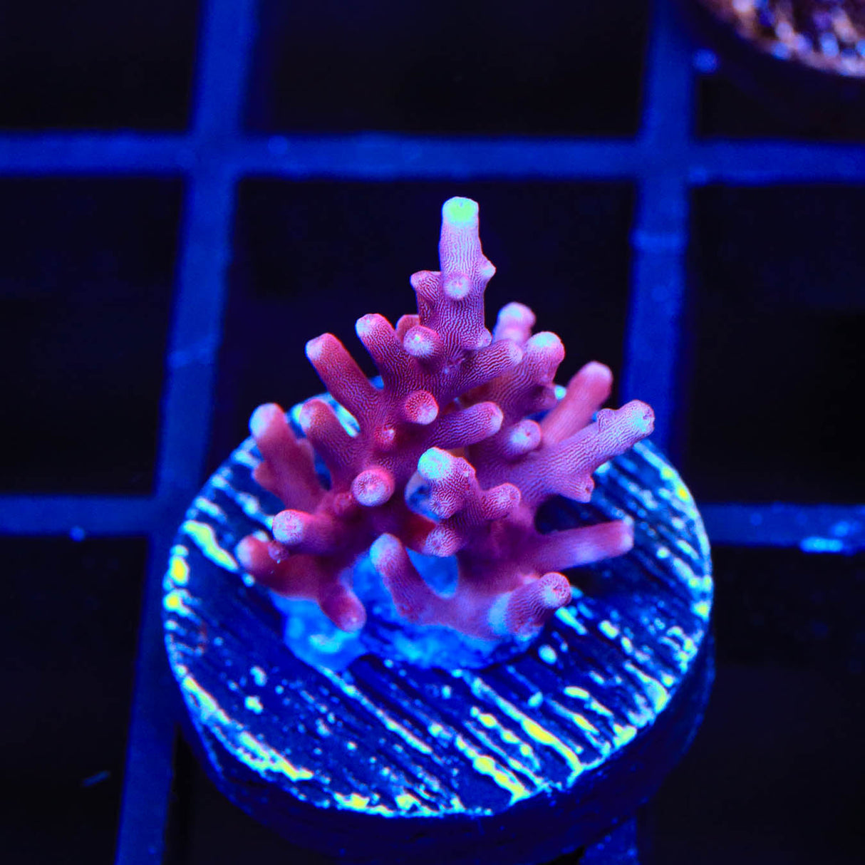 OG Red Dragon Acropora Coral