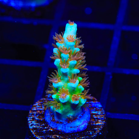 Mattv Ultimate Orange Passion Acropora Coral