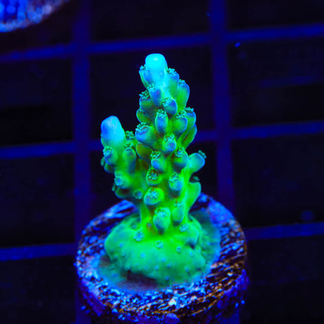 TSA Mossberry Acropora Coral - Top Shelf Aquatics