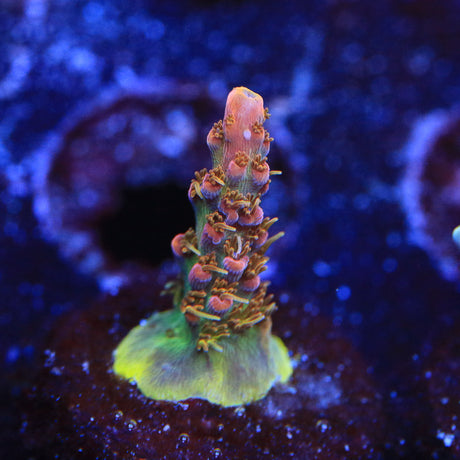 CC Voodoo Majic Acropora Coral - Top Shelf Aquatics