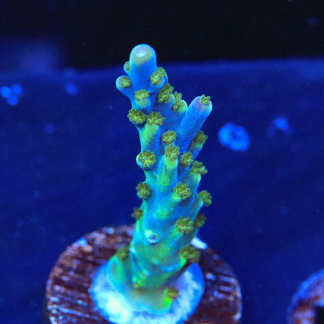 Tricolor Valida Acropora Coral - Top Shelf Aquatics