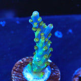 Tricolor Valida Acropora Coral - Top Shelf Aquatics