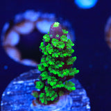 TSA Candlelight Stag Acropora Coral