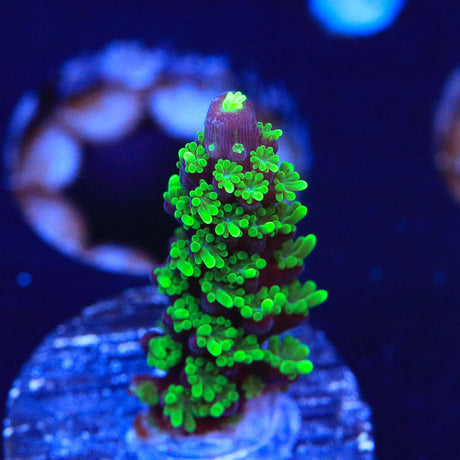 TSA Candlelight Stag Acropora Coral - Top Shelf Aquatics