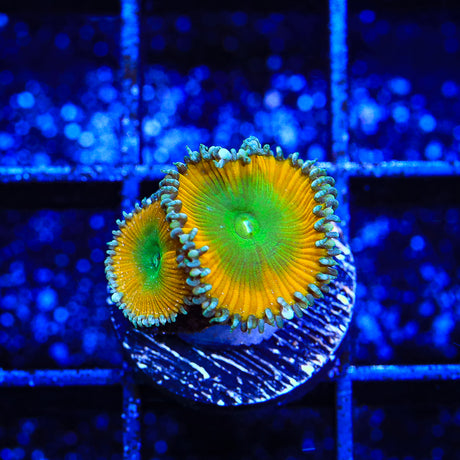 TSA Lemon Twist Palythoas Coral - Top Shelf Aquatics