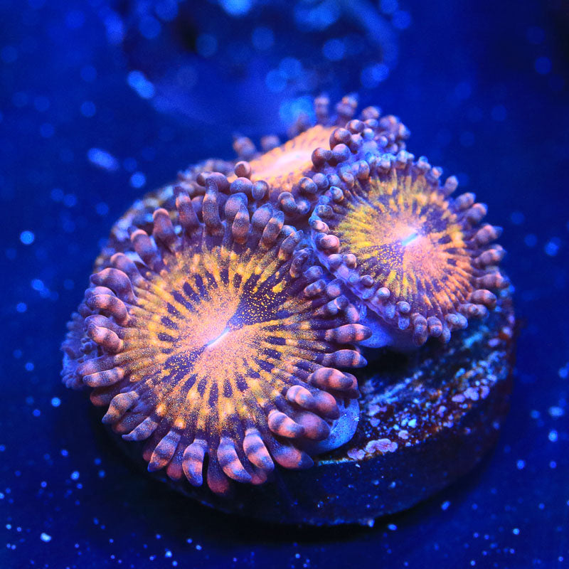 WWC Pandora Zoanthids Coral