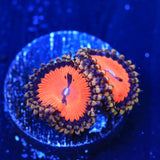 WWC Chupasangre Zoanthids Coral