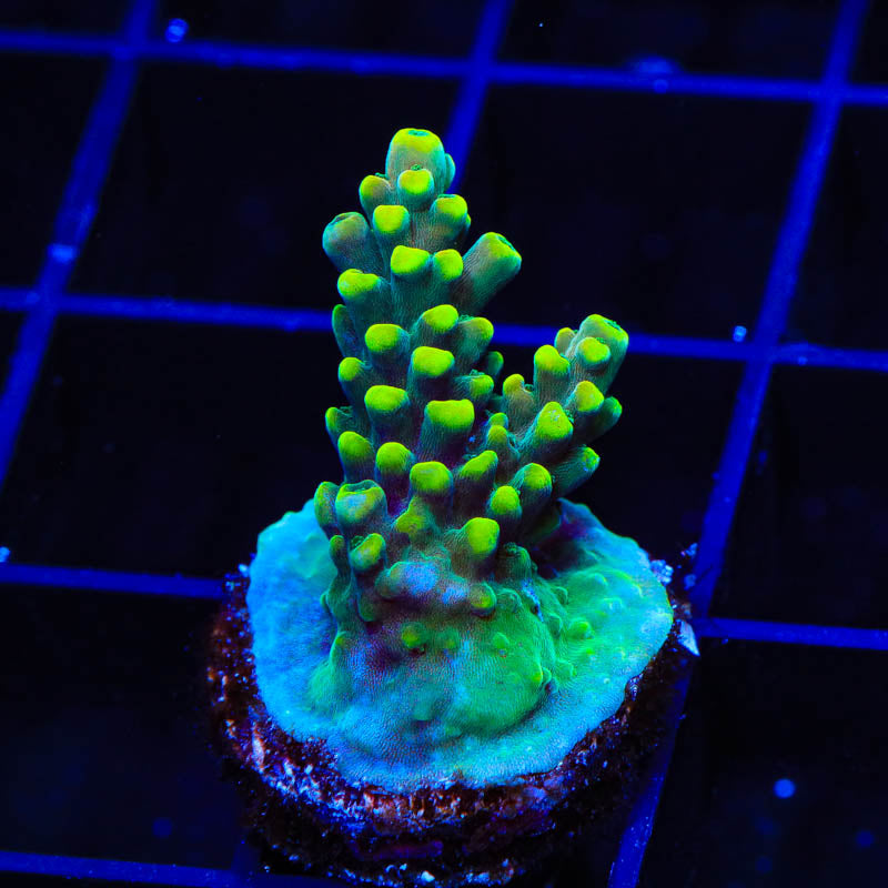 TSA Mile High Latistella Acropora Coral