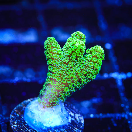 Green Birdsnest Coral - Top Shelf Aquatics