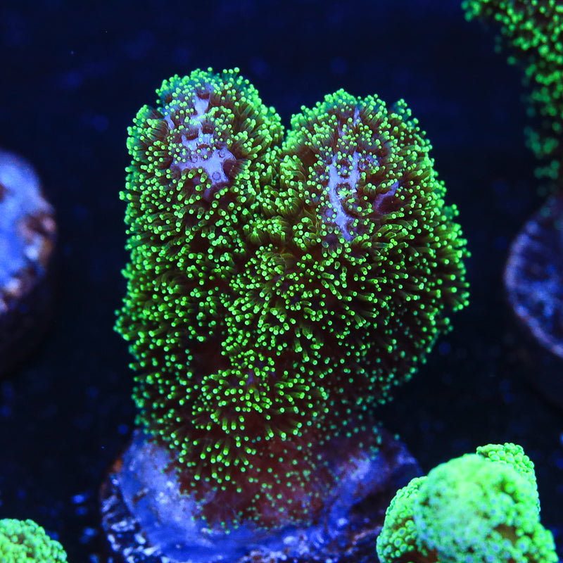Coral Pocillopora Verde