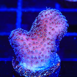 Coral Stylophora Púrpura