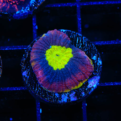 Dragon Soul Favia Coral - Top Shelf Aquatics