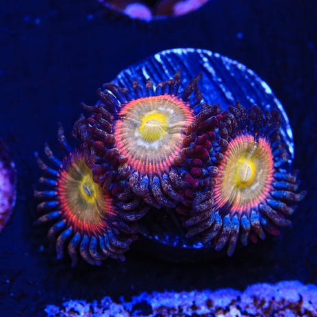 TSA Rainbow Spectrum Zoanthids Coral - Top Shelf Aquatics