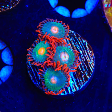 Gatorade Zoanthid Coral - Top Shelf Aquatics