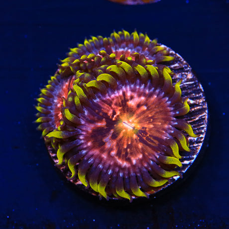 WWC Nirvana Zoanthids Coral - Top Shelf Aquatics