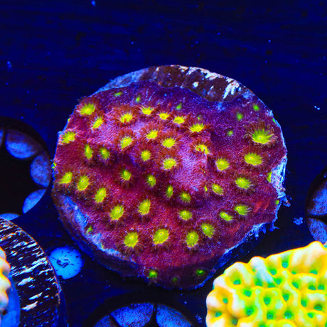 CB Bling Bling Cyphastrea Coral - Top Shelf Aquatics