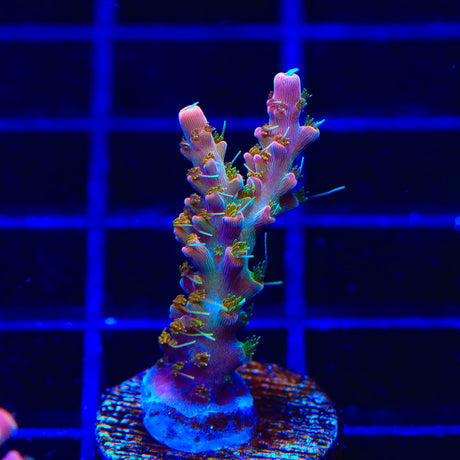 CC Voodoo Majick Acropora Coral - Top Shelf Aquatics